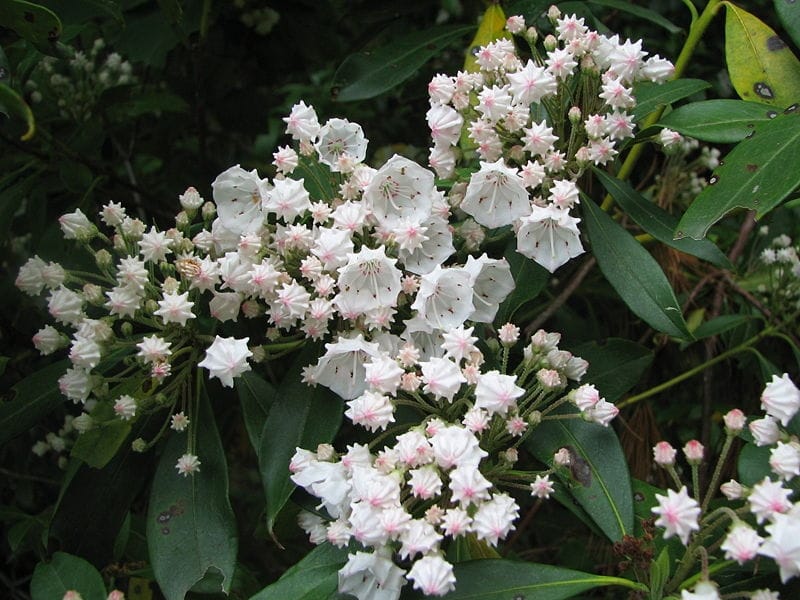 Mountain Laurel Flowers, Kalmia Latifolia, Flower Growing. Stock Photo,  Picture And Royalty Free Image. Image 81849697.