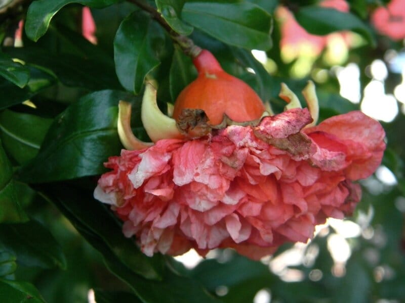 Mountain Pomegranate flower Stock Photo - Alamy