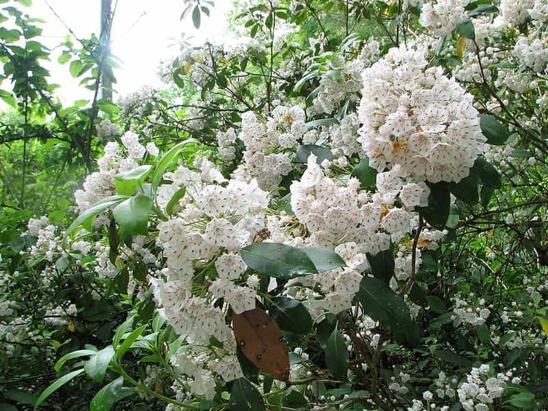 Mountain laurels are tough little plants that can take what Mother Nature  can throw at them - Lifestyles - godanriver.com