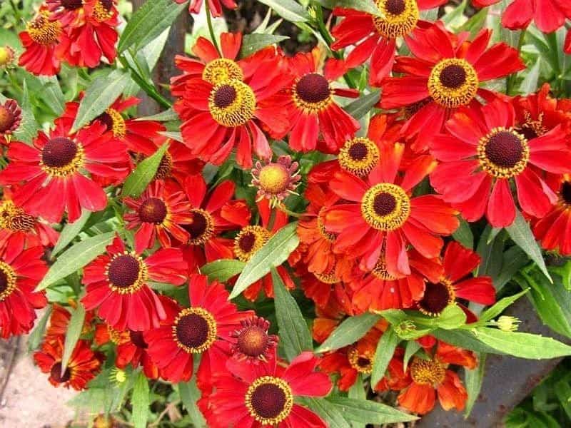 Mt. Cuba Center - Helenium 'Fuego' - Mt. Cuba Center