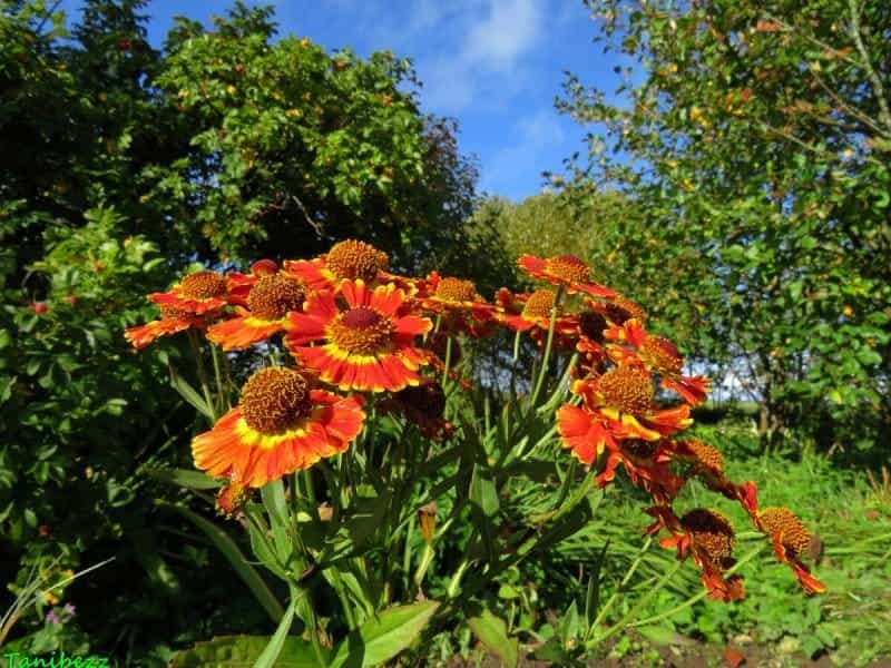 Mt. Cuba Center - Helenium - Mt. Cuba Center