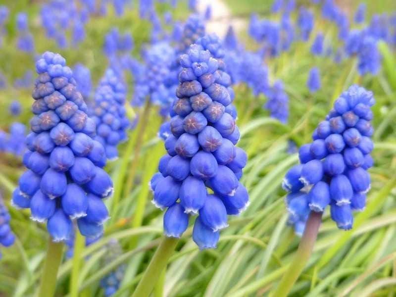 Muscari - Wikipedia