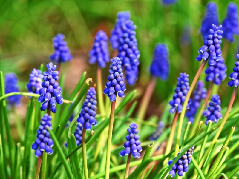 Muscari Armeniacum - Grape Hyacinths - DutchGrown™ - Top Quality