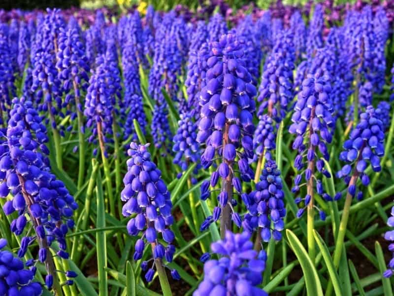 Muscari Bulbs - Item # 6004 Grape Hyacinth Blend - For Sale - Colorblends®