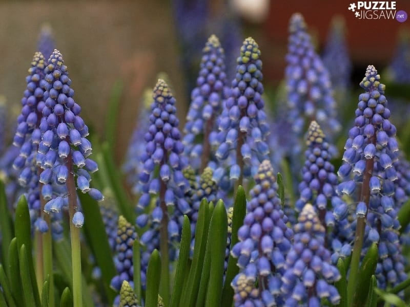 Muscari Bulbs - Item # 6005 Grape Hyacinth - For Sale - Colorblends®