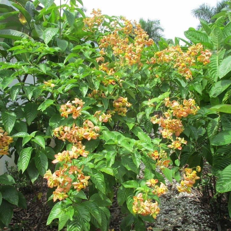 Mussaenda 'Marmalade' - Garden.org