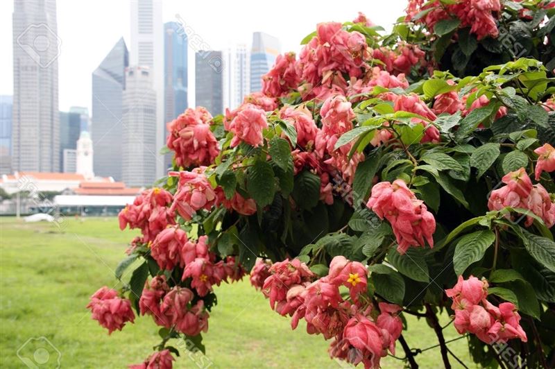 Mussaenda Philippica, Singapore Stock Photo, Picture And Royalty Free  Image. Image 97914821.