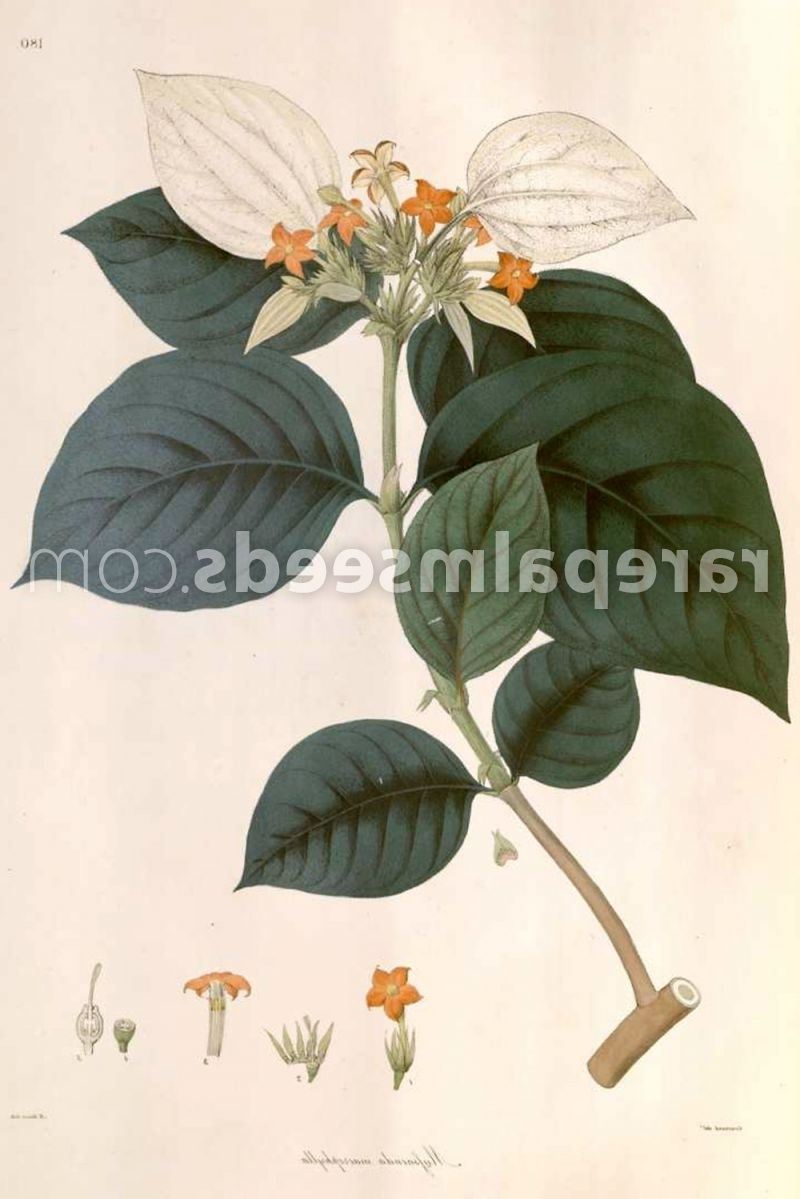 Mussaenda macrophylla – Largeleaf Forest Flag – Buy seeds at  rarepalmseeds.com