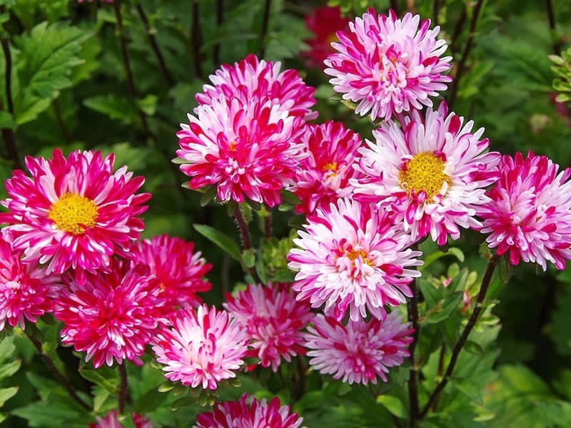 My Aster flowers in bloom, beautiful colors - YouTube