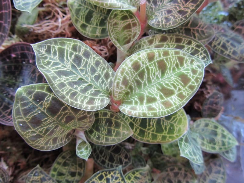 My black jewel orchid, Ludisia discolor - Album on Imgur