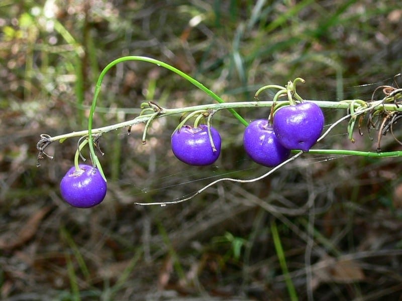 Natural Plant Dianella Ensifolia Stock Photo, Picture And Royalty Free  Image. Image 98262979.