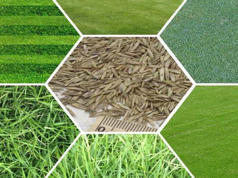 New Hybrids Maiden Grass Seeds