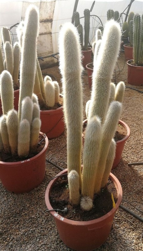 Next Cleistocactus Strausii Cacti. Silver Torch Cactus. The Cleistocactus  Strausii Cactus is a very striking c… - Cactus, Cacti and succulents,  Succulents for sale
