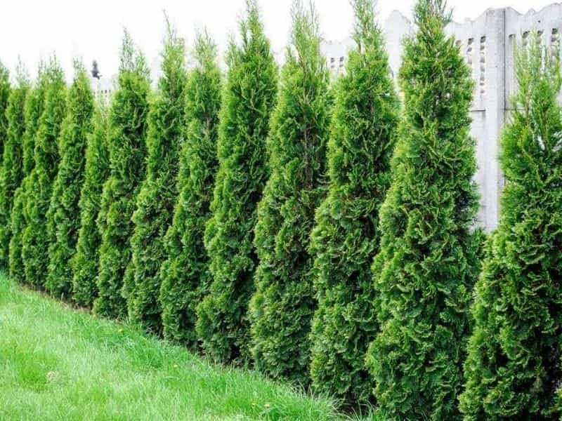 North Pole® Arborvitae - Plant Addicts