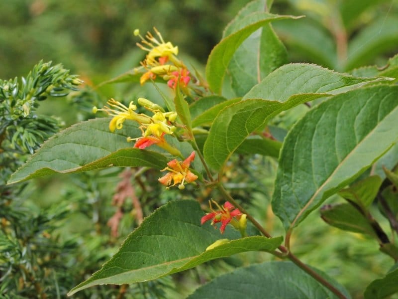 Northern Bush Honeysuckle - Fedco Trees