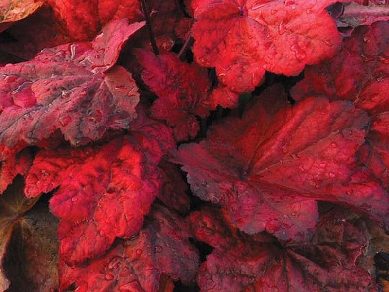 Obsidian Heuchera Plants for Sale (Coral Bells) - Free Shipping