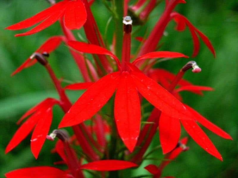 Ohio Birds and Biodiversity: Cardinal-flower, rare in white, and  pollinating swallowtails