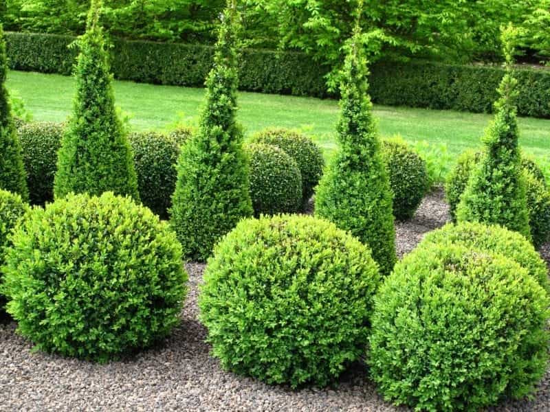 Online Orchards 1 Gal. Dense Spreading Yew Shrub this Classic Massive Shrub  can Now be Used as a Small Specimen Plant-EGYW002 - The Home Depot