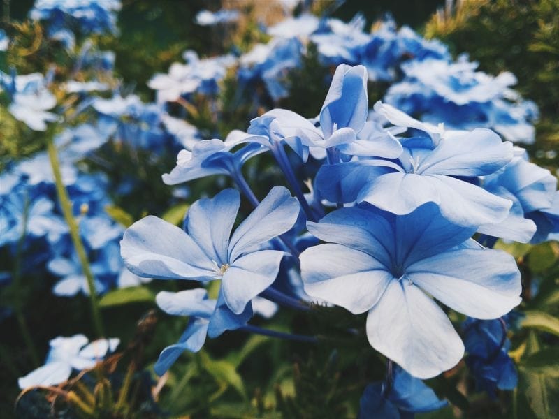 Orange Flowering Vinca Periwinkle Flower Seeds