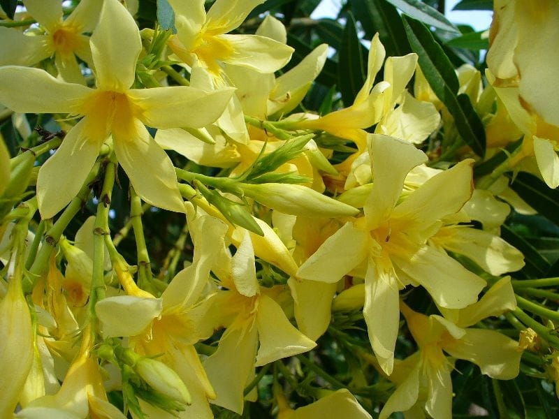 Orange Flowers Yellow Oleander Flower, Lucky Nut Flower on the Tree. Stock  Image - Image of flowers, bright: 90201243
