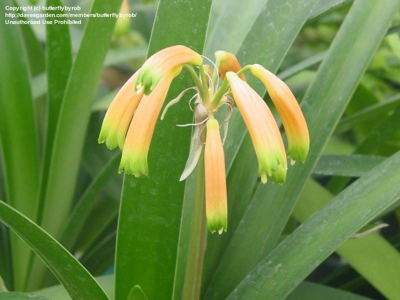 Orange Kaffir Lily Flower Full Bloom Stock Photo (Edit Now) 84604288
