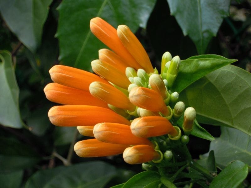 Orange Marmalade Firecracker Flower - Monrovia - Orange Marmalade Firecracker  Flower - Orange plant, Landscaping plants, Plants