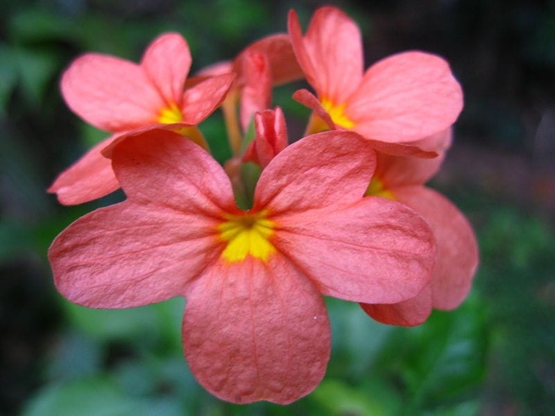 Orange Marmalade Firecracker Flower -care - Flower care, Orange flowering  plants, Orange plant