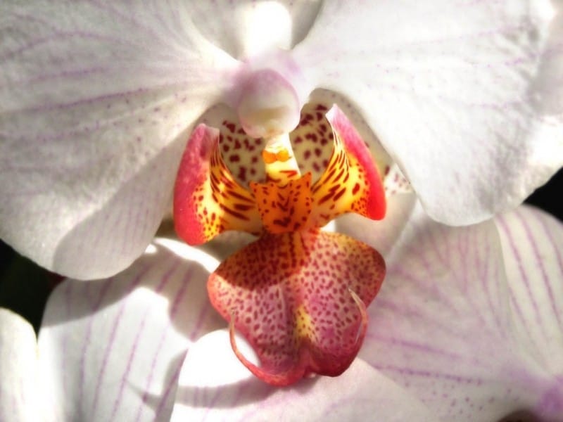 Orchid-Mimicry: King-in-his- Carriage / Hammer-orchid: Drakea glyptodon -  Hammer-orchids are characterised by an insectoid [i… - Species, Western  australia, Orchids