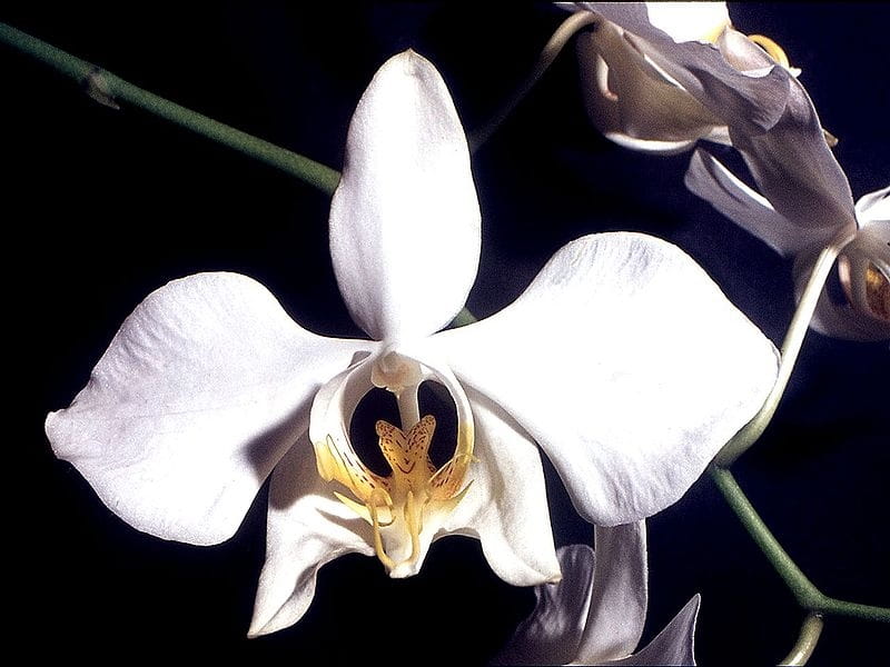 Orchid-Mimicry: Late Hammer Orchid: Column of Drakaea confluens - Flores  estranhas, Flores