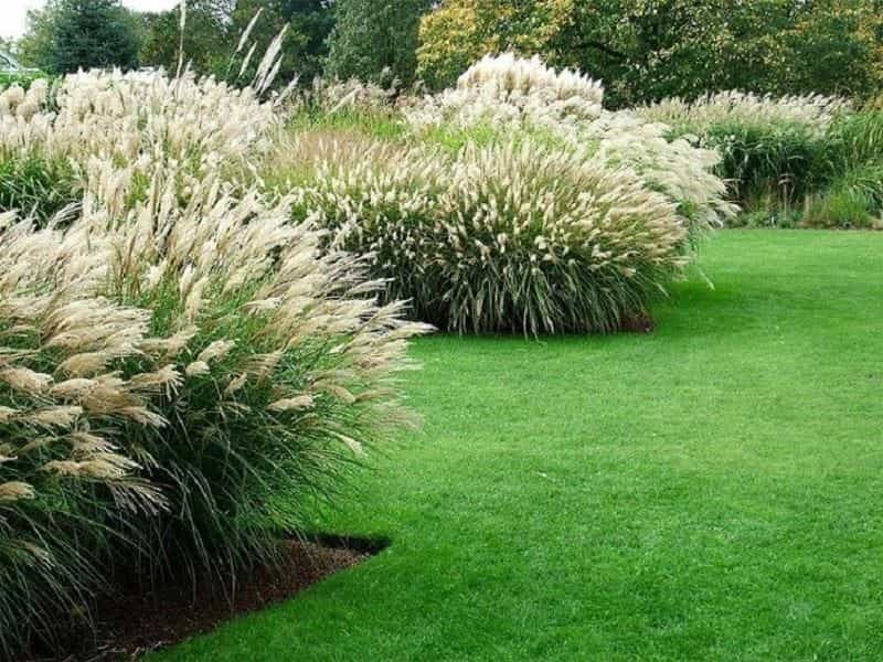 Ornamental Grass Plumes - How To Get An Ornamental Grass To Plume