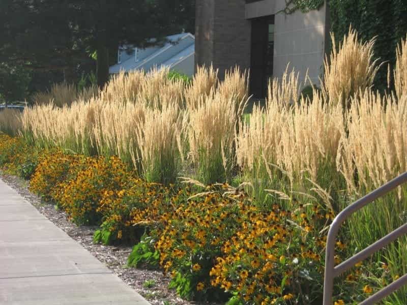 Ornamental Grasses for a Small Garden Space - Horticulture