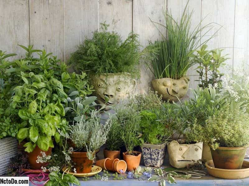 Outdoor and Indoor Herb Garden Design Ideas - HGTV