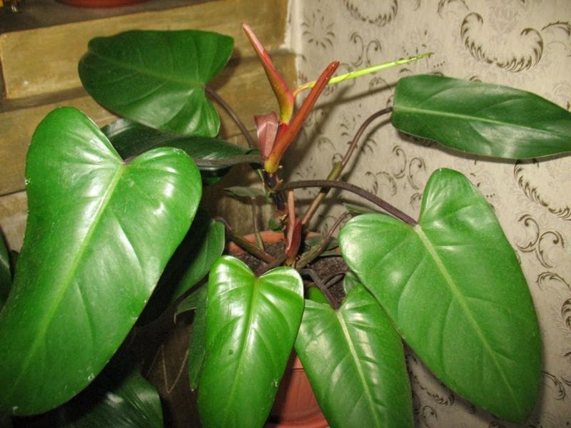 PHILODENDRON HEDERACEUM MICANS [ Complete Care Guide ] — Lya Solis