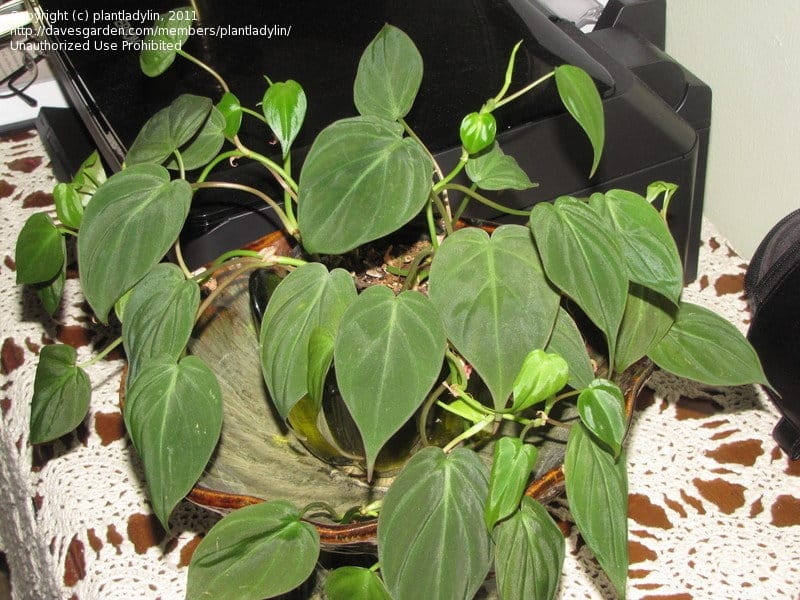 PHILODENDRON MICANS Velvet leaf 3.7ft, Furniture  Home Living, Gardening,  Plants  Seeds on Carousell