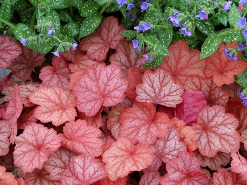 PRIMO® 'Wild Rose' Heuchera - Garden Crossings