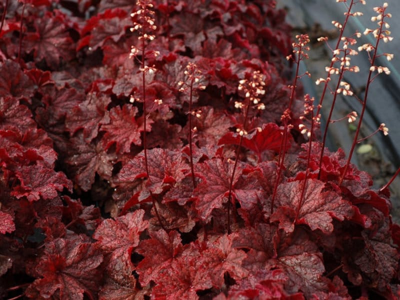Palace Purple Coral Bells Potted - Gardener's Supply