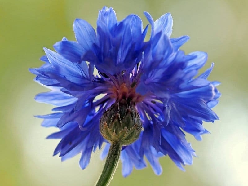Pale Blue Cornflower 5018