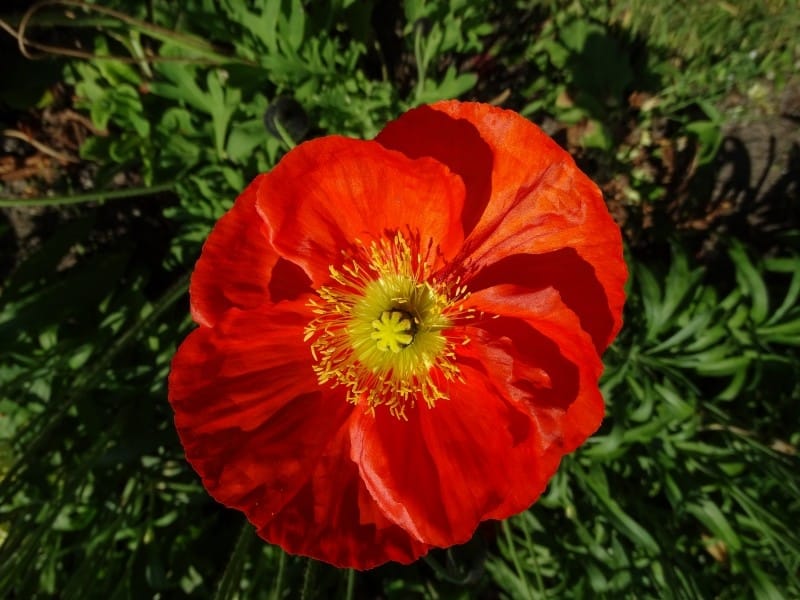 Papaver Nudicaule, Iceland Poppy, Ornamental Herb With Basal Rosette Of  Lobed Leaves And Flowers In Various Colors On A Long Stalk. Stock Photo,  Picture And Royalty Free Image. Image 67399333.
