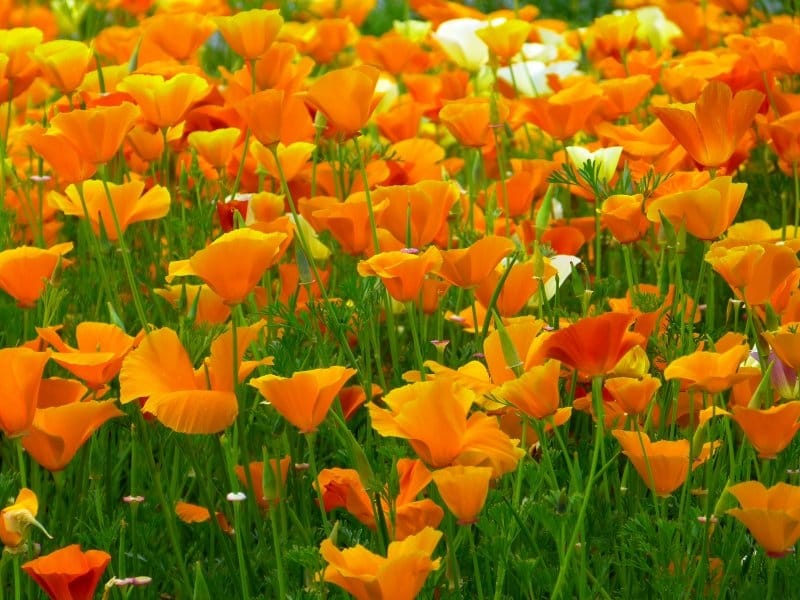 Peach Icelandic Poppy Grown at Love 'n Fresh Flowers - Flower farm, Pretty  flowers, Icelandic poppies