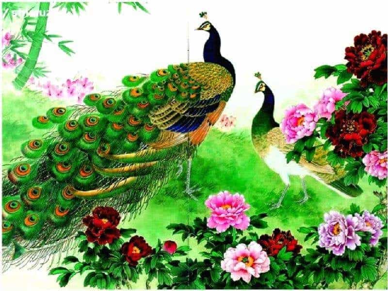 Peacock Flower - Beautiful flowers, Plants, Evergreen flowers
