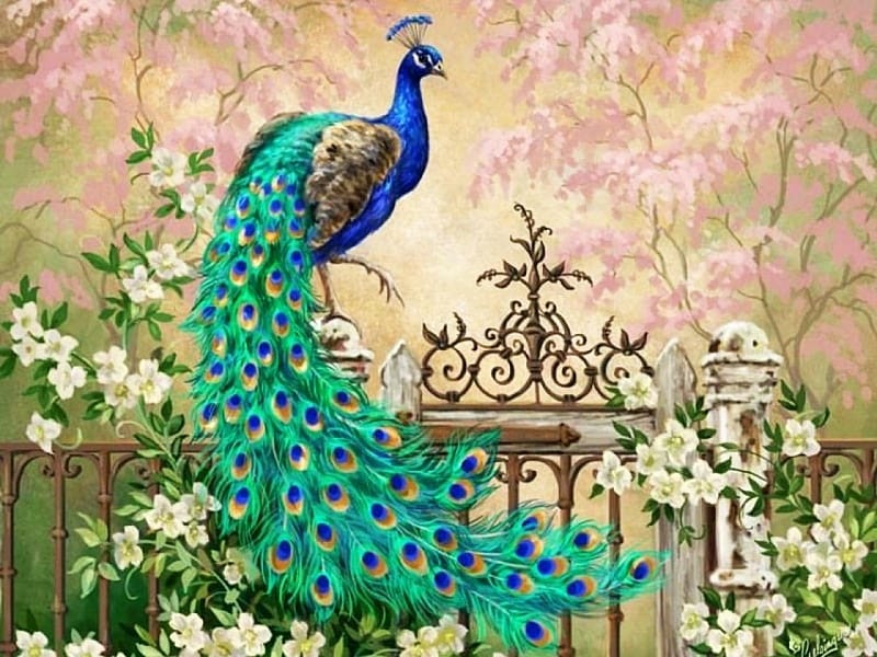 Peacock Flower Image  Photo (Free Trial) - Bigstock