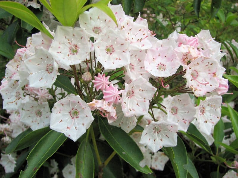 Peak season for Pennsylvania's state flower: 15 facts about mountain laurel  - pennlive.com