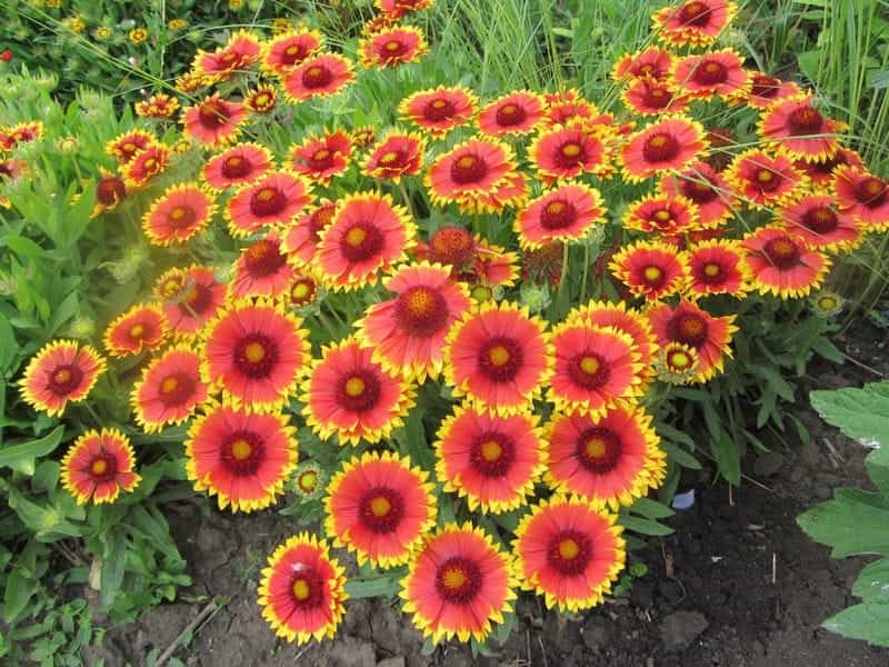Perennial Solutions: Gaillardia x grandiflora 'Sunset Snappy' - Greenhouse  Product News