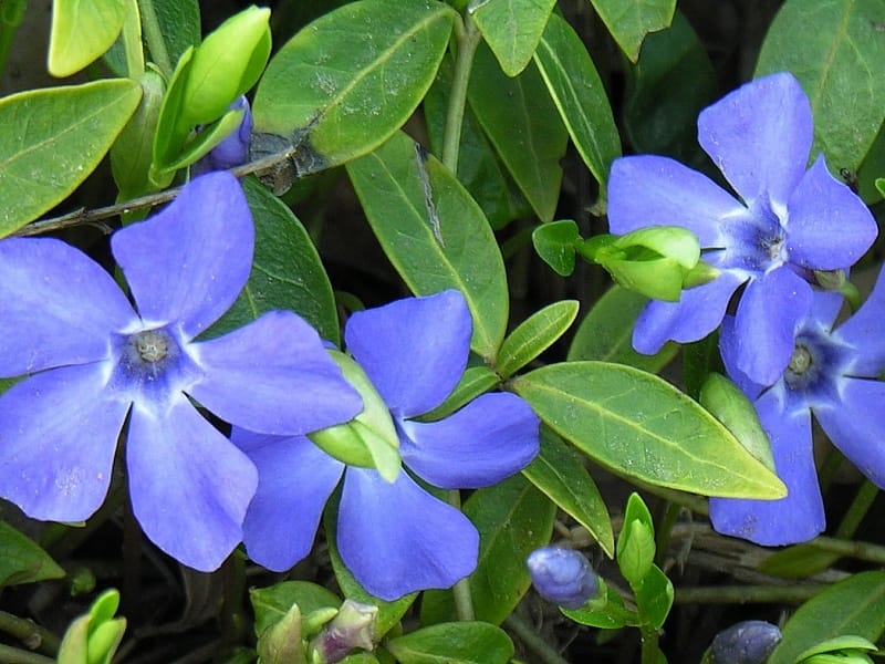 Periwinkle Flower Isolated On White Background. Shallow Depth Of Field  Stock Photo, Picture And Royalty Free Image. Image 70289743.