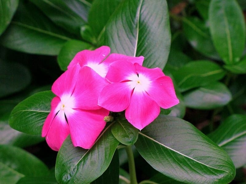 Periwinkle Flowers with Raindrops - License, download or print for £17.78 -  Photos - Picfair