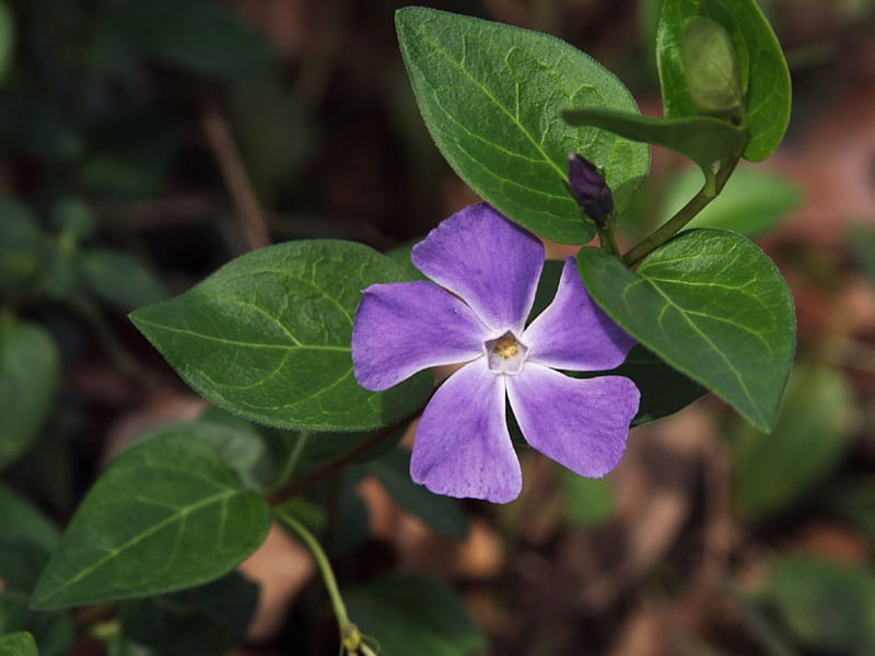 Periwinkle Plant With Green Leaves And Blue Flowers Stock Photo, Picture  And Royalty Free Image. Image 78157996.