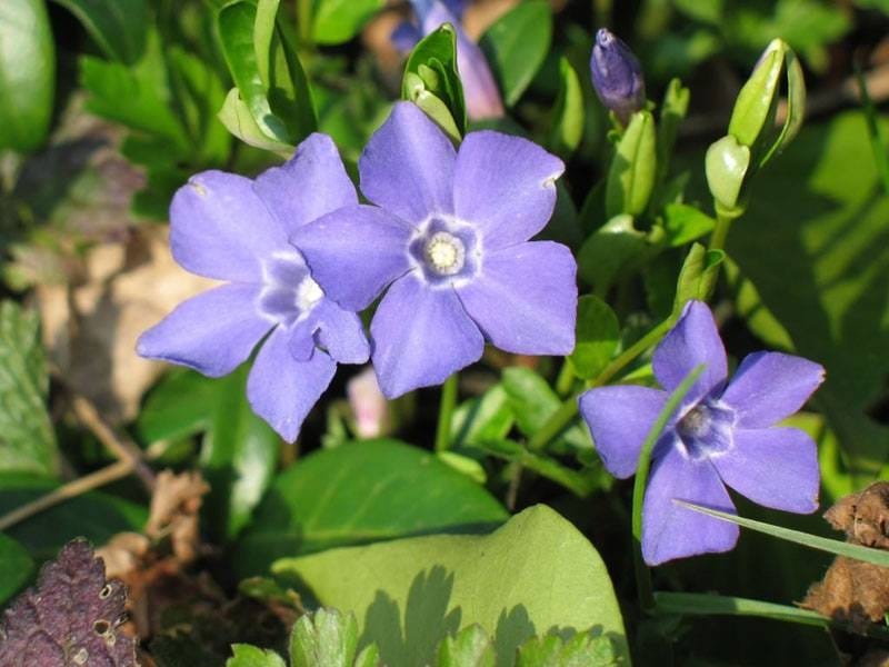 Periwinkle Plants For Sale $5.49 - Low Prices, Fast Shipping