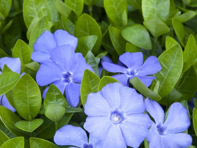 Periwinkle Seeds - Vinca Rosea White Ground Cover Seed