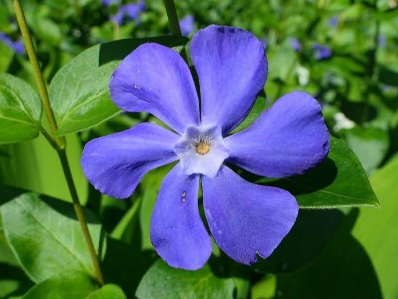 Periwinkle Weed Control - How To Remove Periwinkle Ground Cover