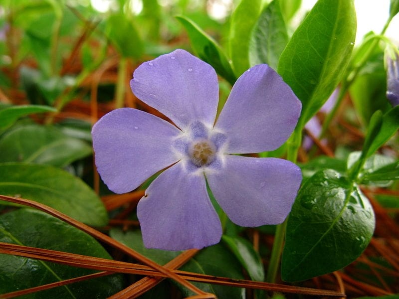 Periwinkle flowers isolated in white, top view. Valentine's background.  Flowers pattern texture Stock Photo - Alamy